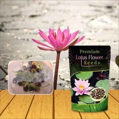 Japanese Lotus Seeds Bonsai – Fast-Grow Bonsai (Buy 1 Get 1 Free)