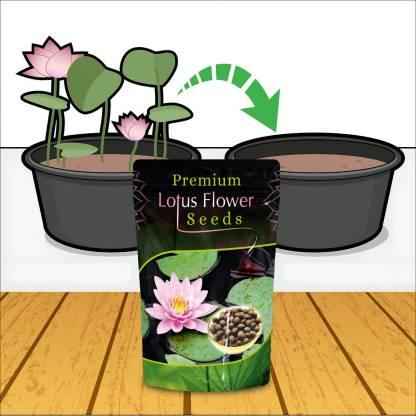 Japanese Lotus Seeds Bonsai – Fast-Grow Bonsai (Buy 1 Get 1 Free)