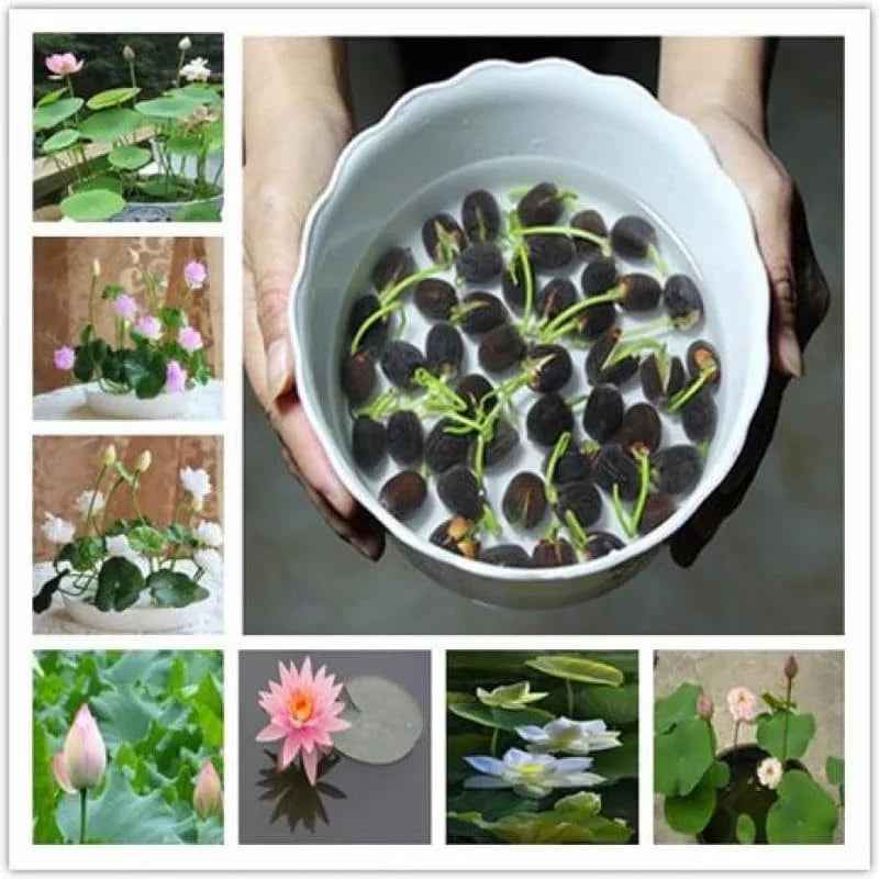 Japanese Lotus Seeds Bonsai – Fast-Grow Bonsai (Buy 1 Get 1 Free)