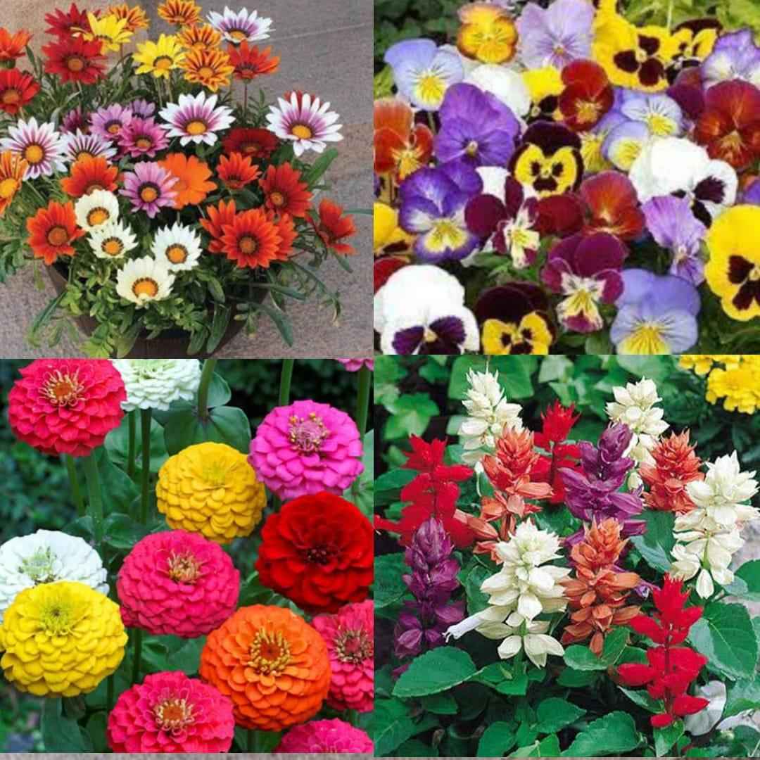 Multicolour Mixed Flower Seeds – Pack of 50