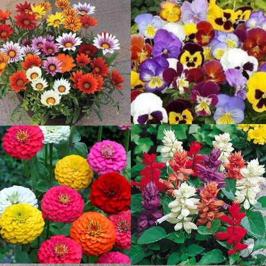 Multicolour Mixed Flower Seeds – Pack of 50