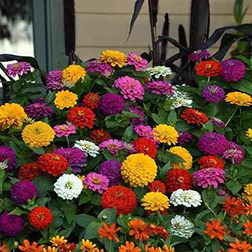 Multicolour Mixed Flower Seeds – Pack of 50