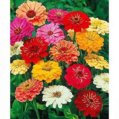 Multicolour Mixed Flower Seeds – Pack of 50