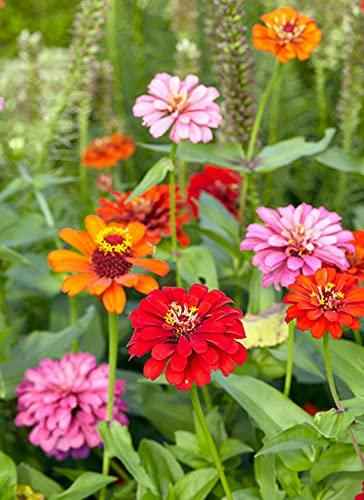 Multicolour Mixed Flower Seeds – Pack of 50