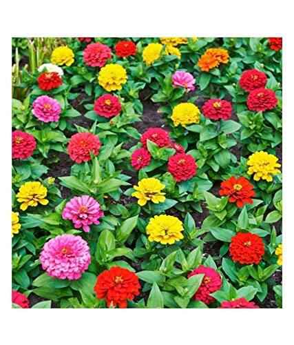 Multicolour Mixed Flower Seeds – Pack of 50
